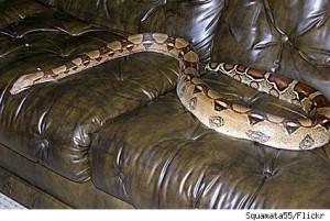 Brantford Ontario tenants with snakes evicted